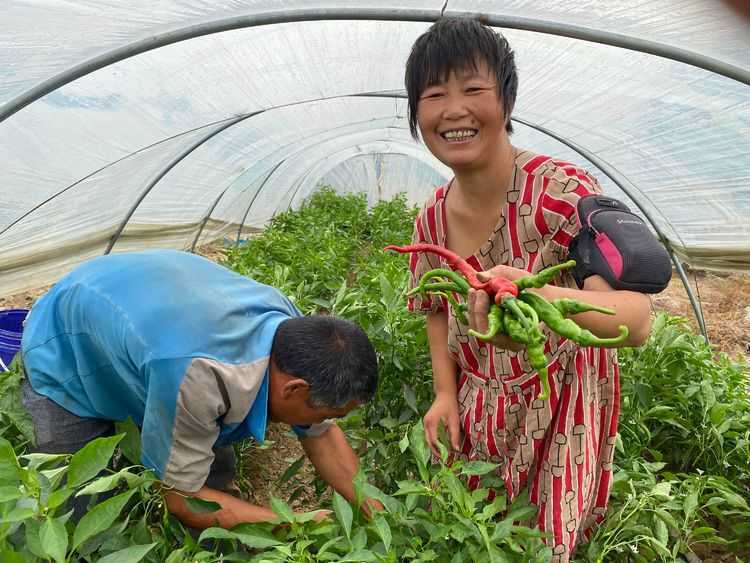 大荔县羌白镇焦家村图片