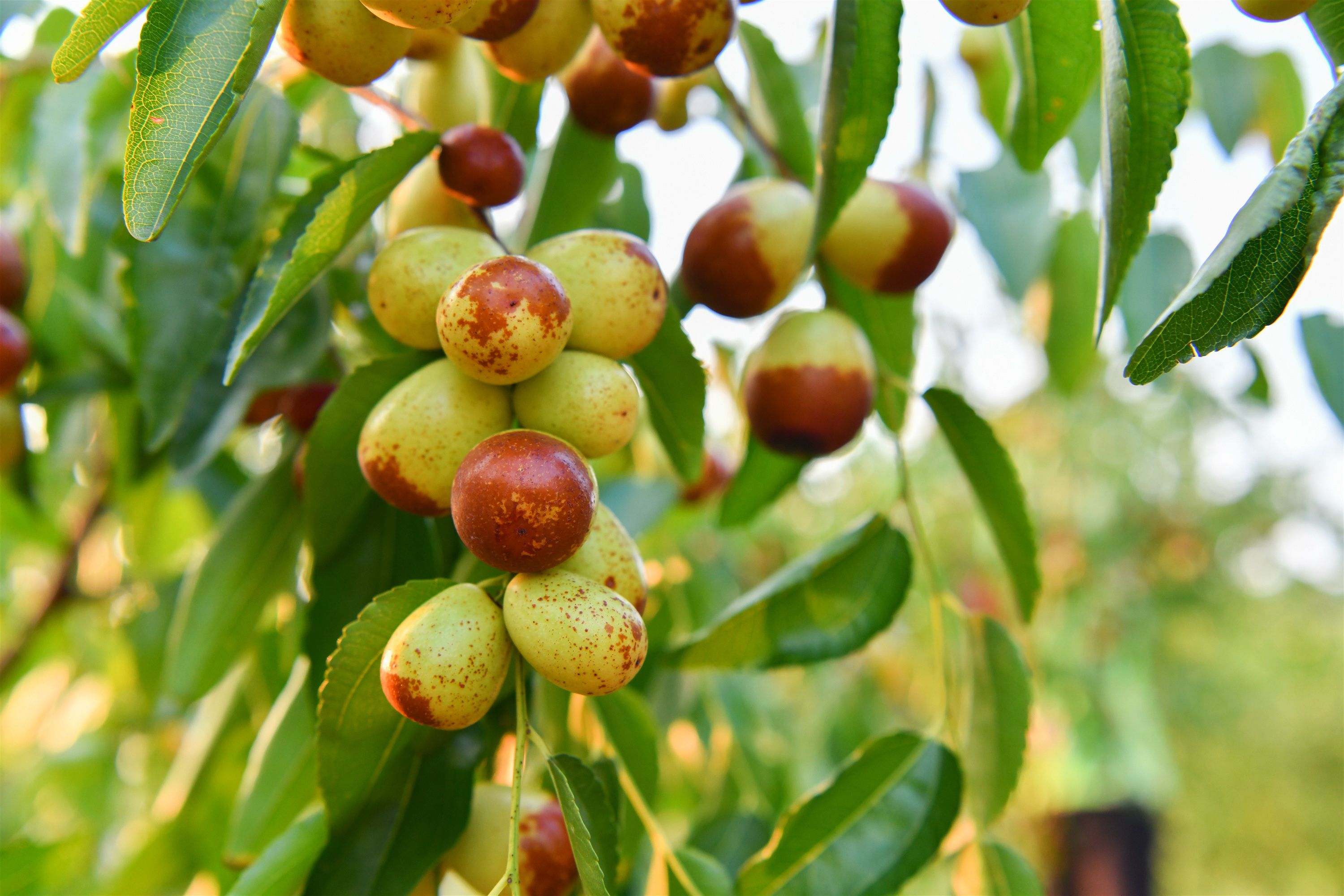 一颗颗青里透红,饱满润泽的酥脆枣压弯了枝头.