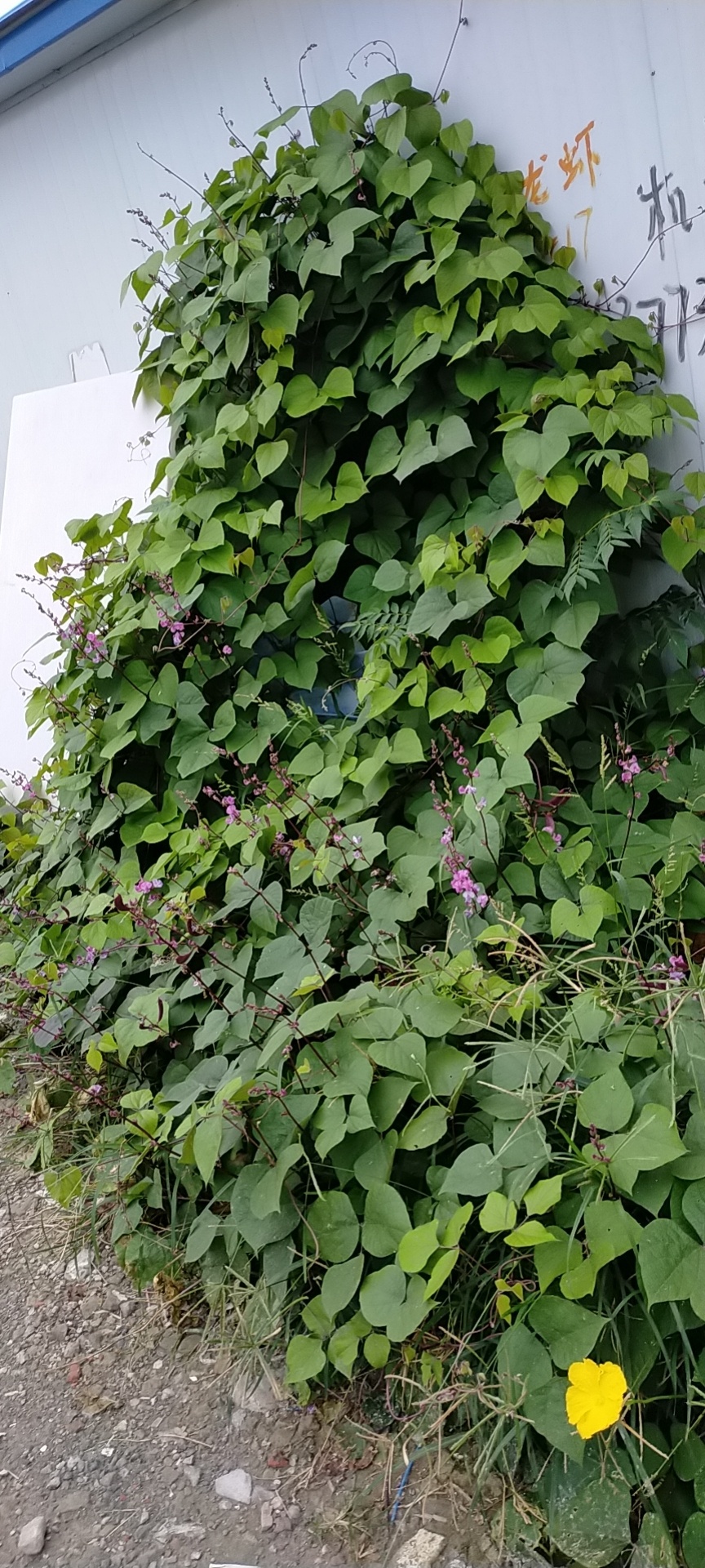 中国乡愁丨宝应:满架秋风扁豆花