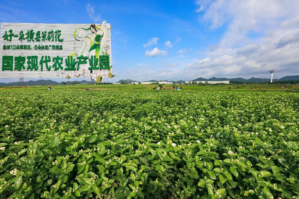 【城市节拍】广西横县推进茉莉花产业持续转型升级观察