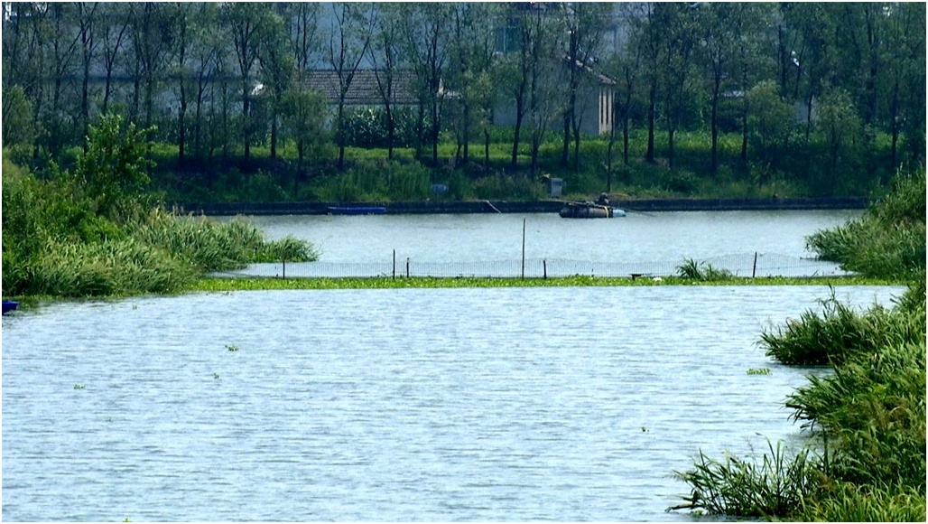【青山绿水】江苏泰兴:四季水长流 生态画卷美