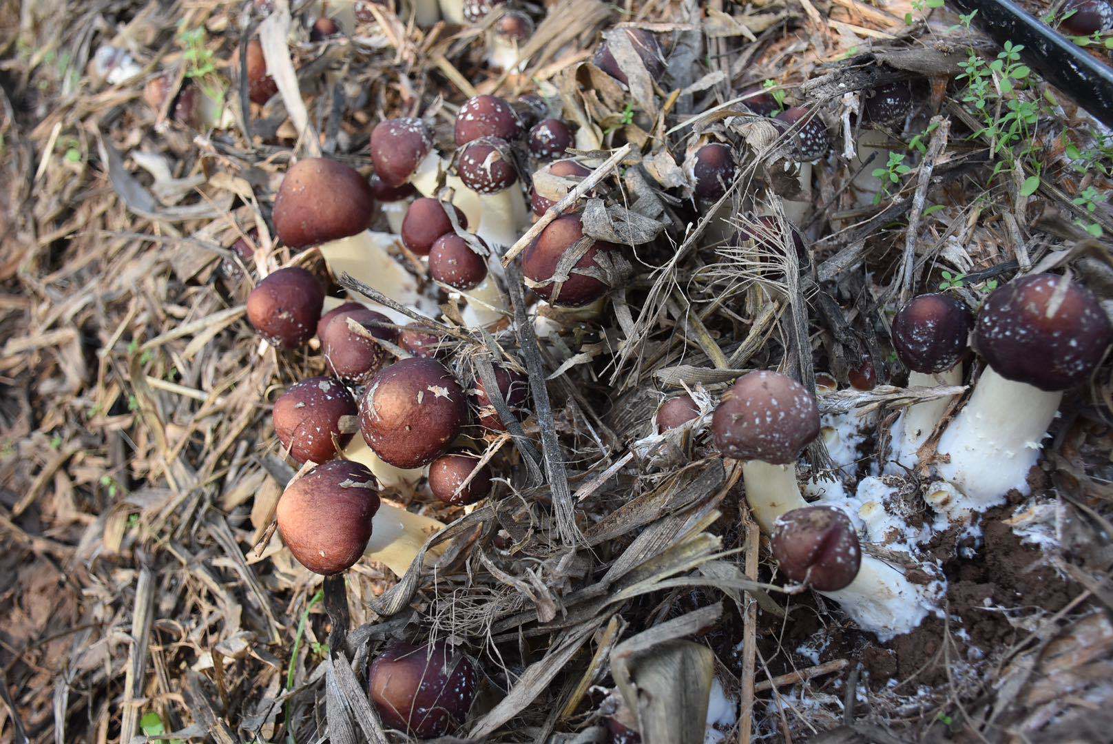河南汝州人工培育的野生菌新品种促集体经济增收