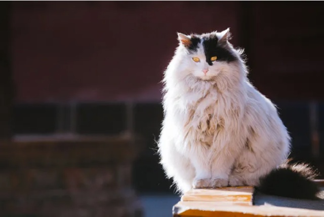 紫禁城600年:故宫赏猫图鉴