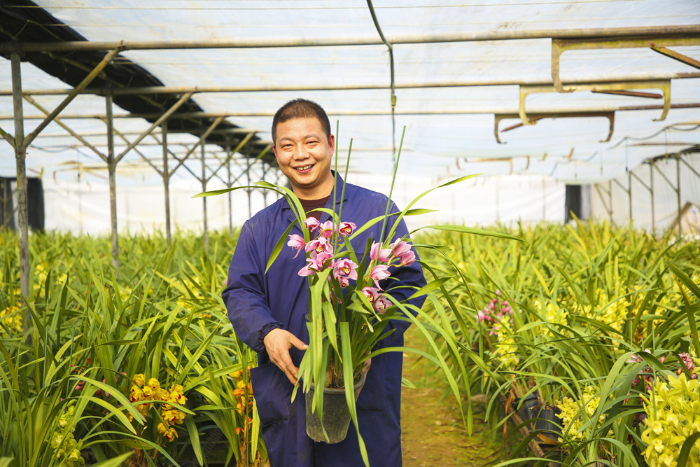 【基层人物】梅杰:返乡创业谋发展 兰花开出"致富经"