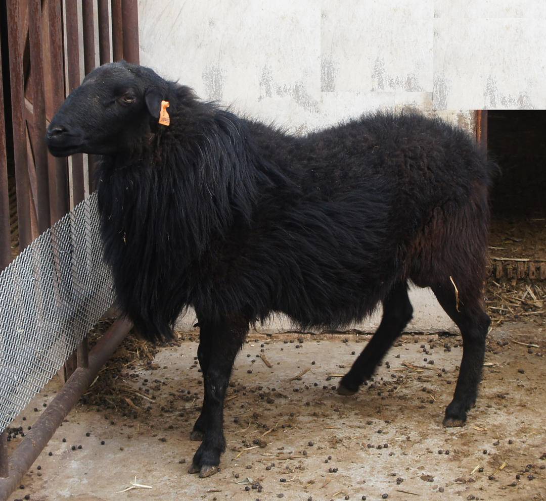 乌骨羊是中国独有的珍稀羊种资源,它从七彩云南远道而来,属于藏系羊