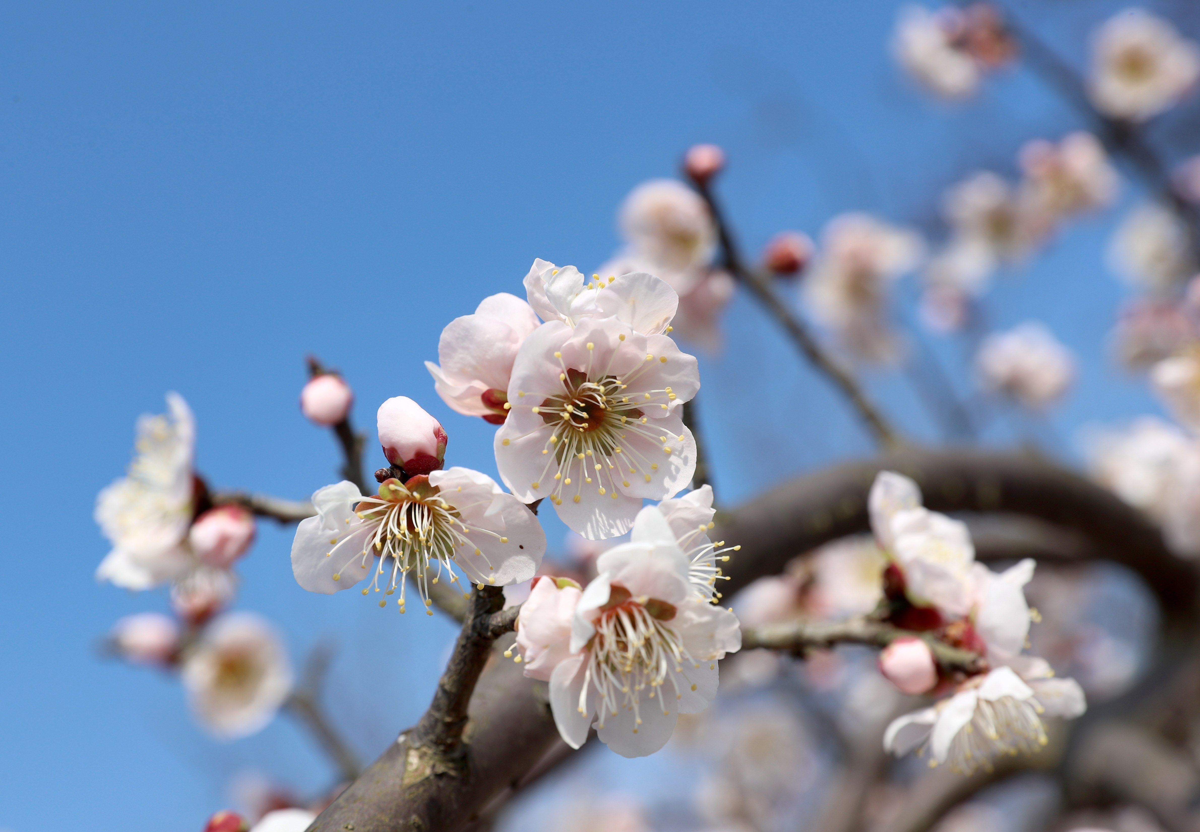 美丽江苏·每日一景丨南通:洲际梦幻岛 梅花绽春光