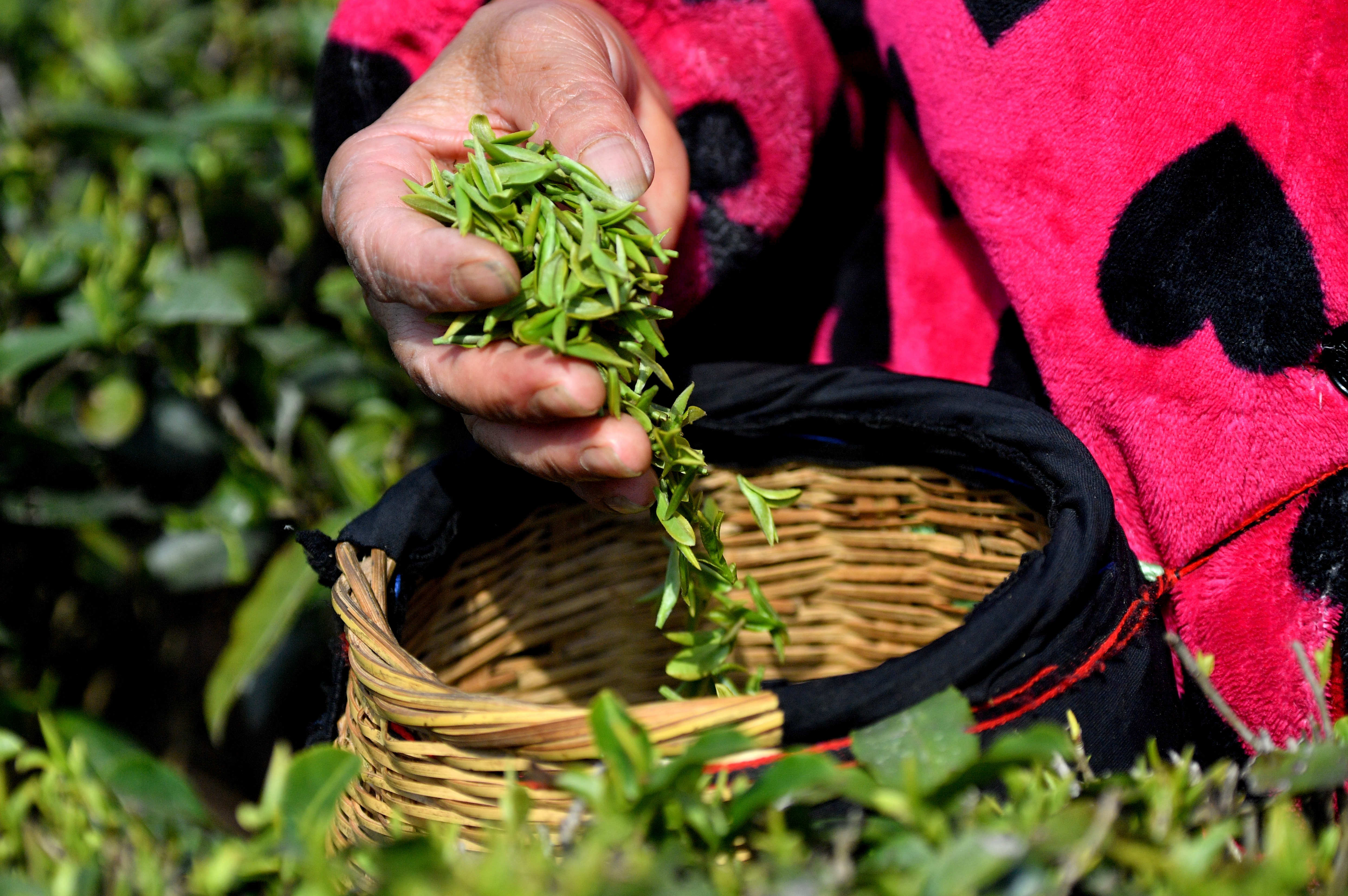 恩施春茶开采您的第一杯春茶正在路上