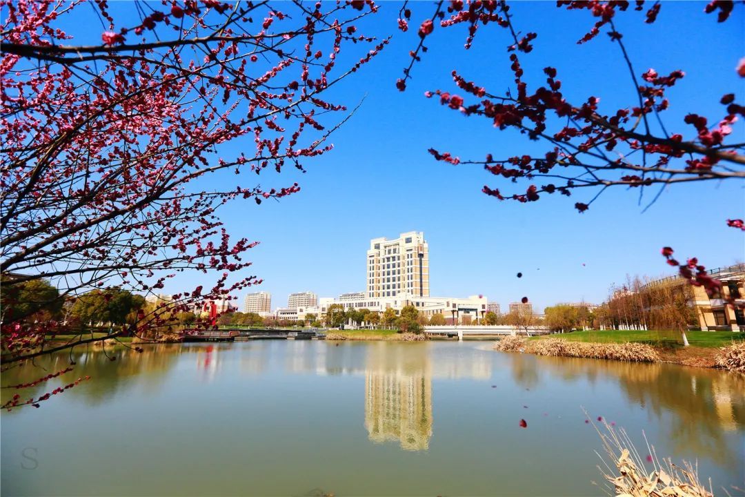 文化风景 上海应用技术大学 正月梅花独绽放 剪出寒梢报早春