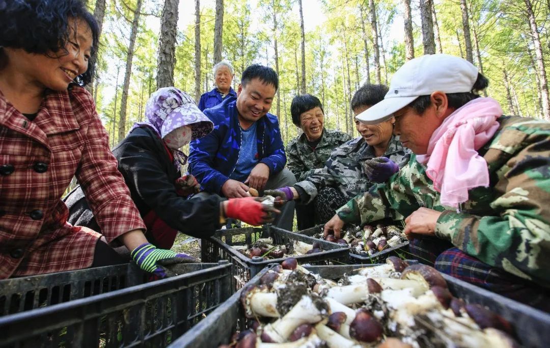 王树庆与贫困户一起采摘西口村林下经济赤松茸.(来源:兴安日报社)