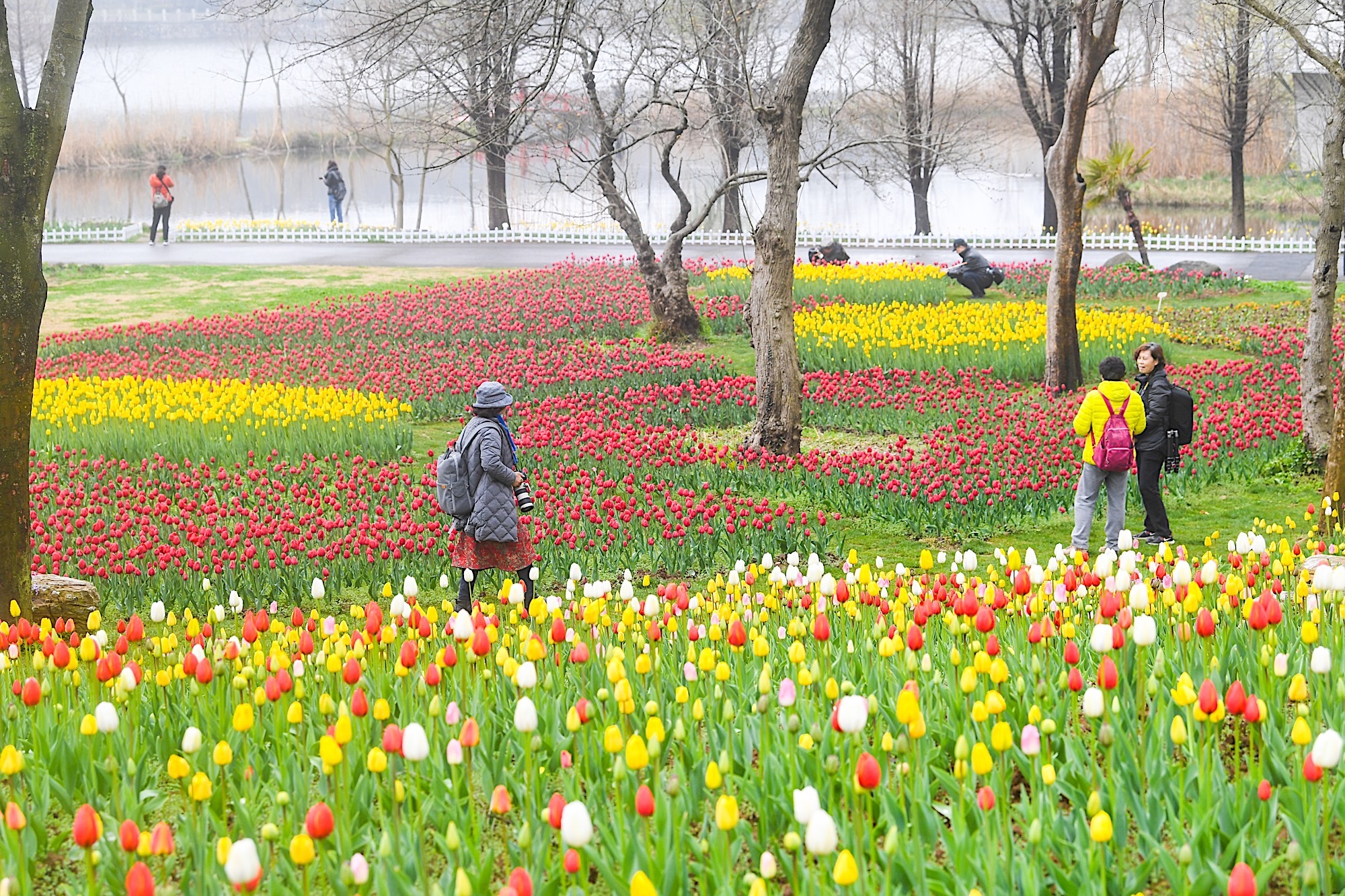 南京有一座“樱洲花海”，此时已到樱花盛放期，烂漫樱花梦回金陵|玄武湖公园|樱花|长廊_新浪新闻