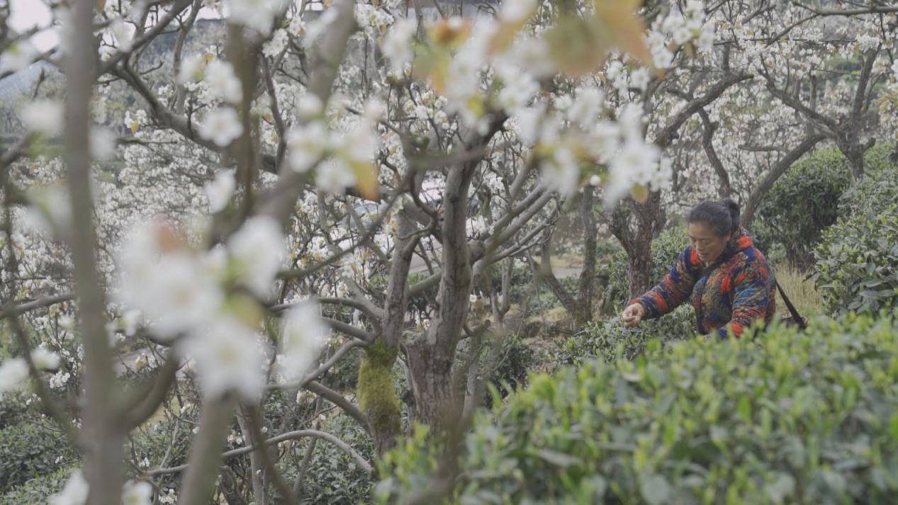 乡村振兴 马边 茶果飘香 甜 了向阳人