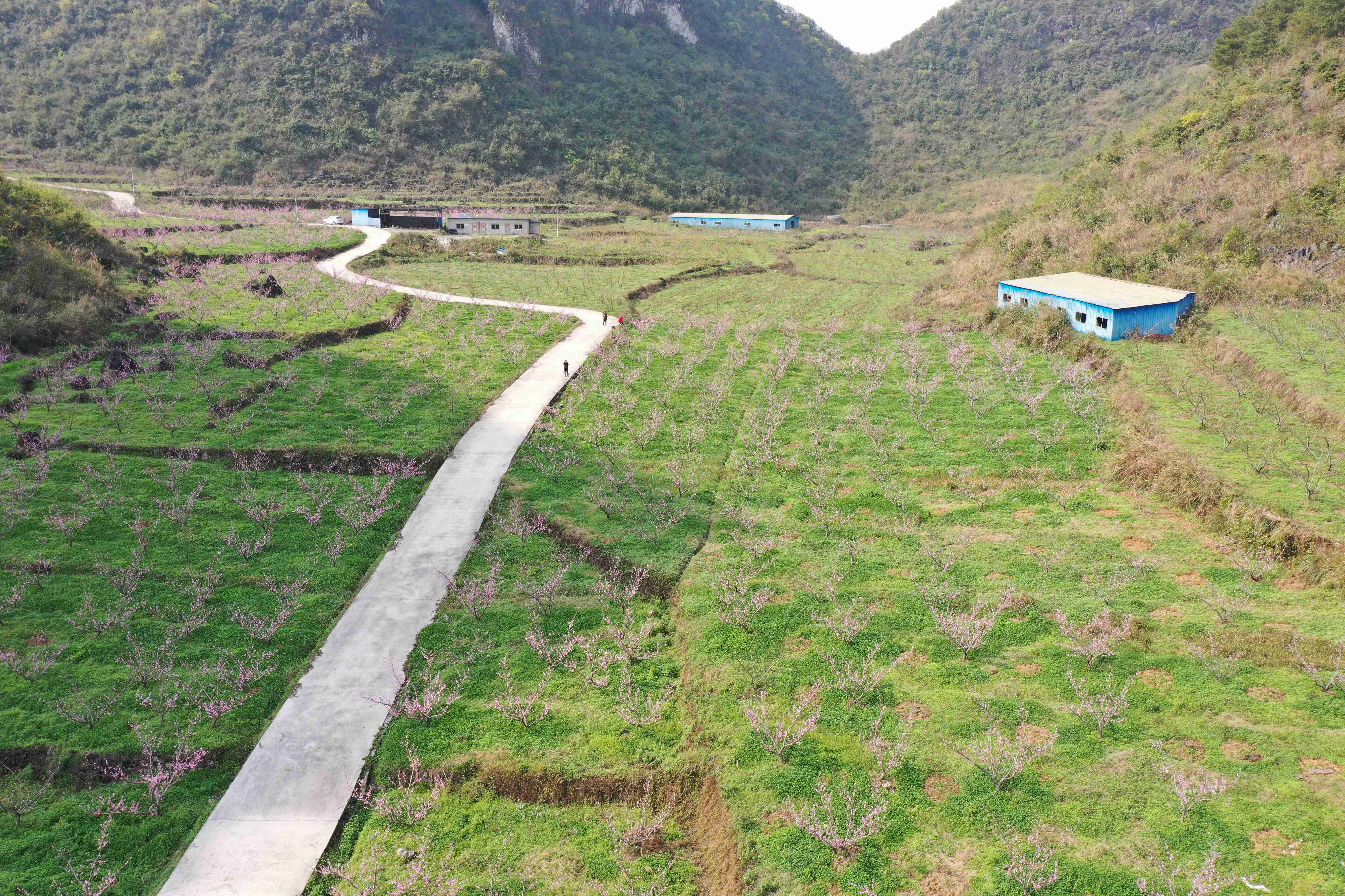 贵州惠水初春时节来冷水村看桃花盛开
