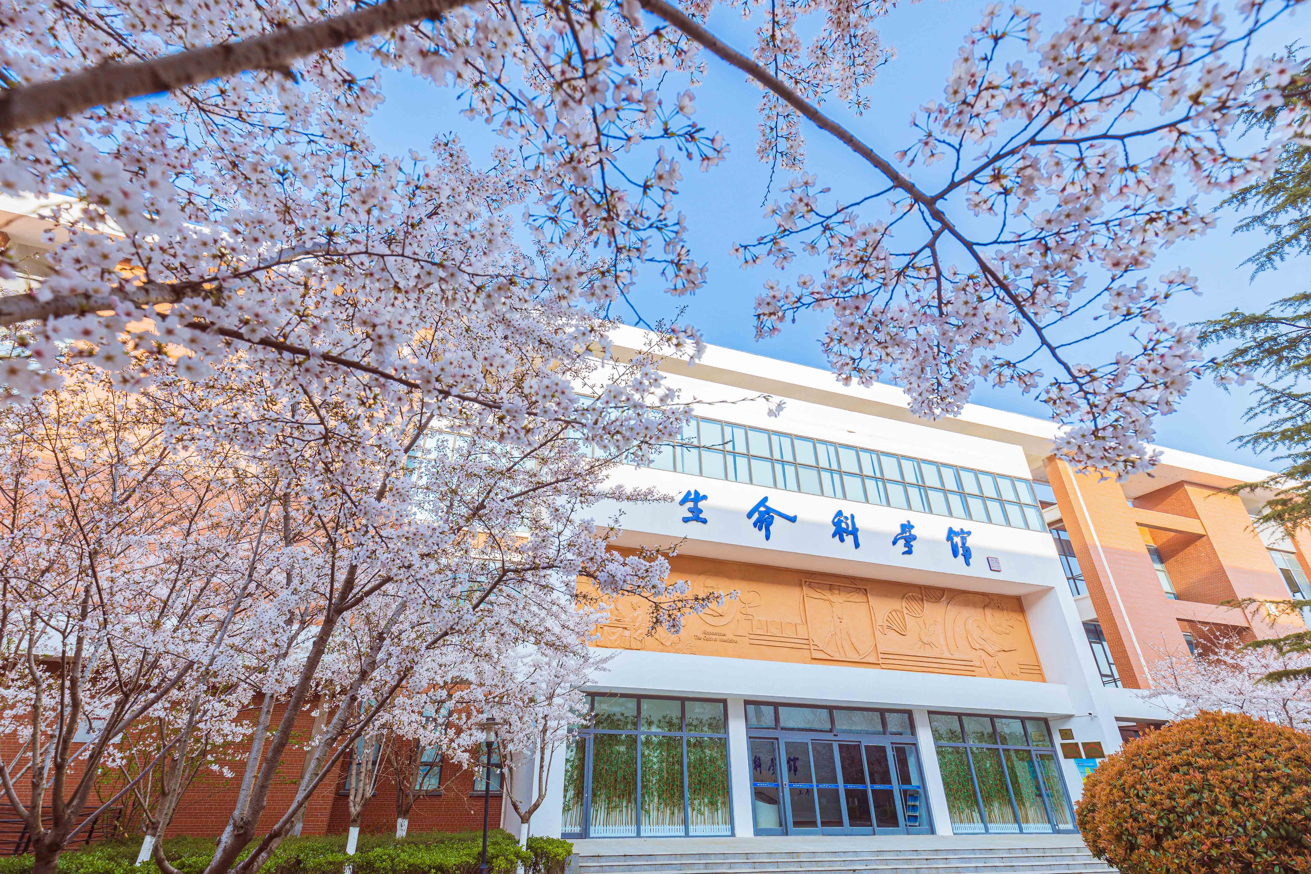 高校校园春色丨南京医科大学康达学院:不负春光 向阳而生