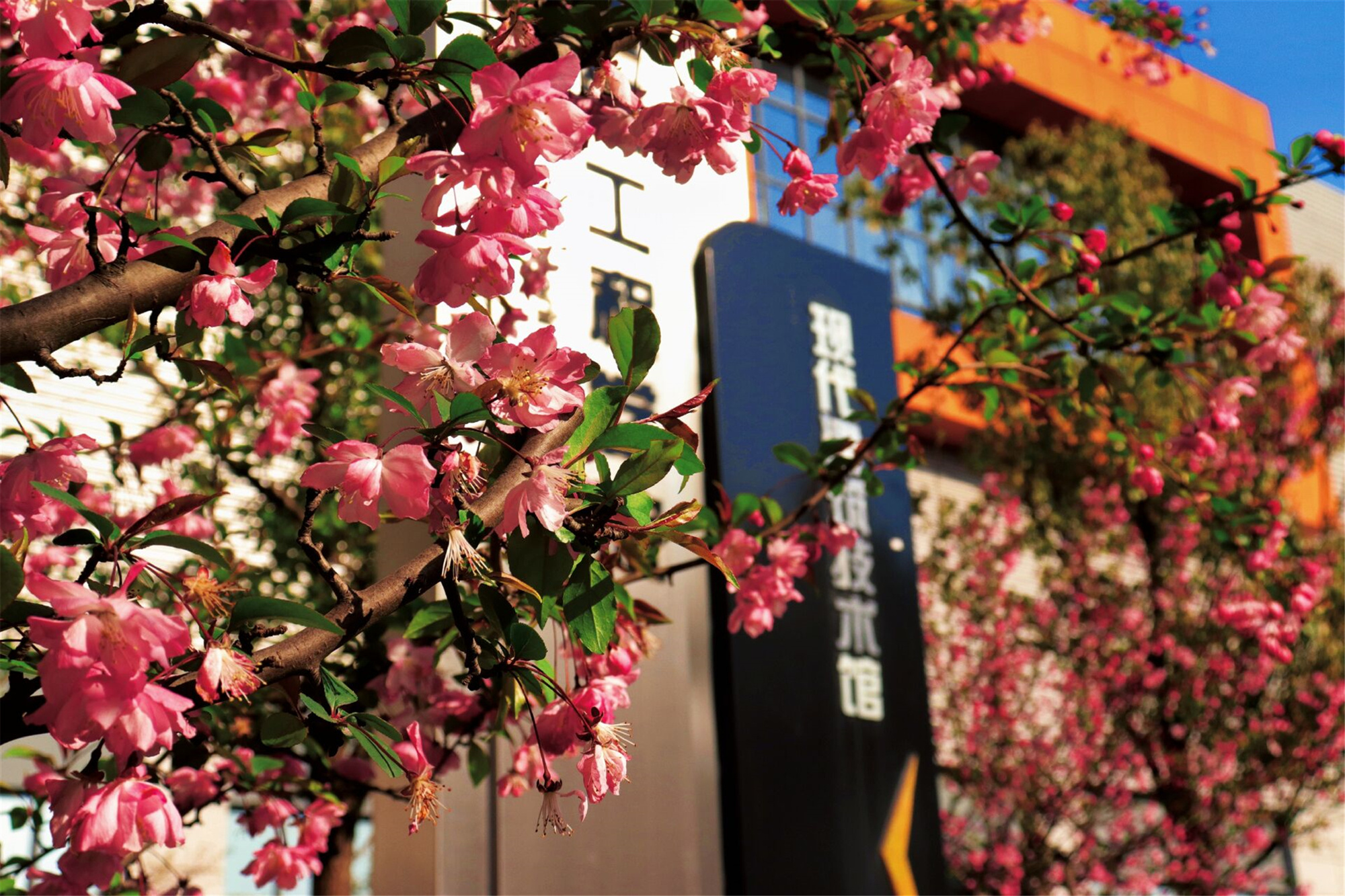 每日玉景丨最美春色，尽在这飘满书香的校园-玉环新闻网