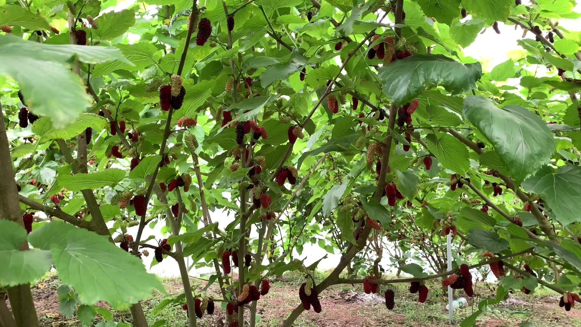 【农民丰收】四川犍为:寿保镇旺家村清果水居生态桑果园开园了