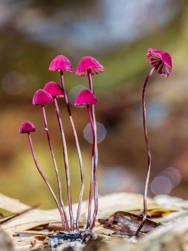 潜藏在身边的微观小世界,你注意到了吗?