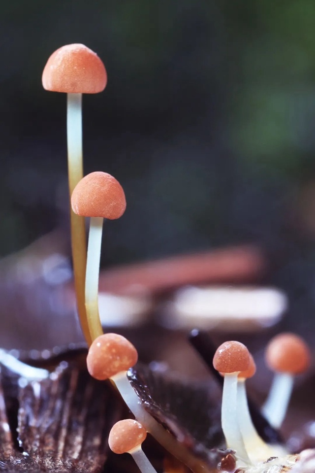 潜藏在身边的微观小世界,你注意到了吗?