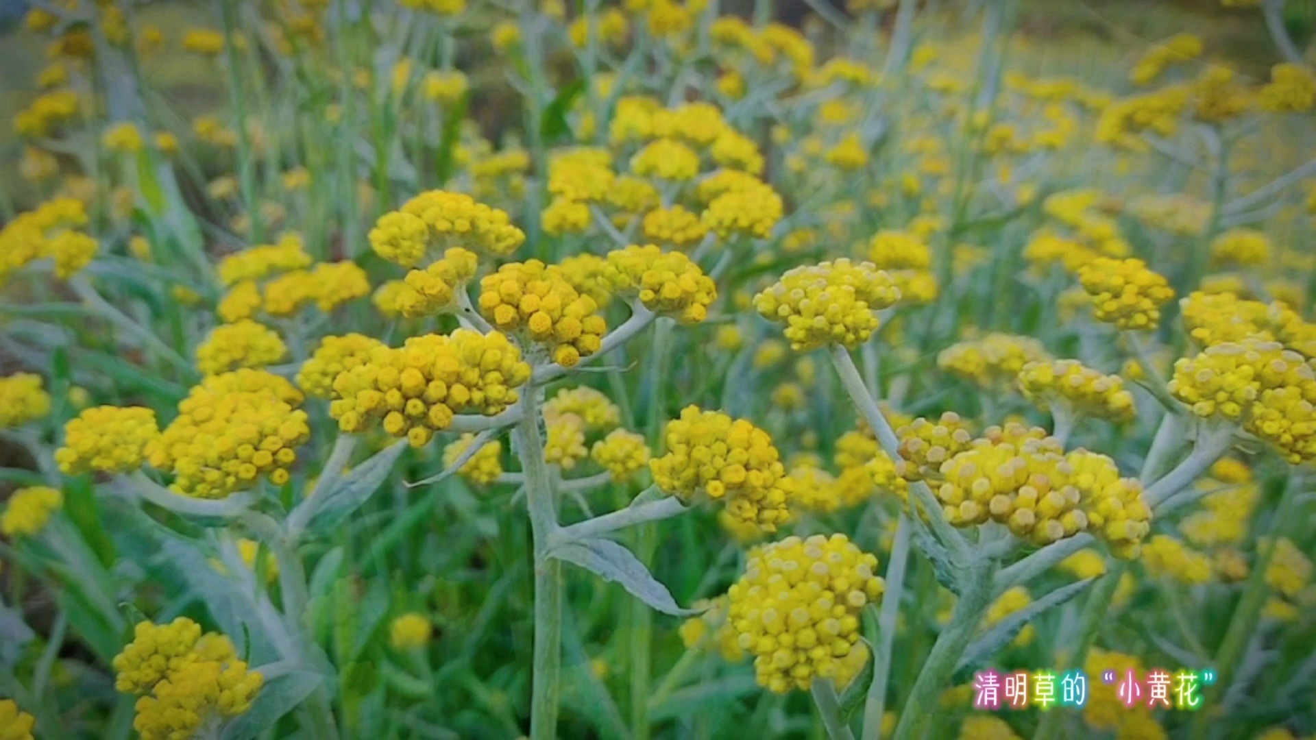 【靓】清明草的"小黄花"