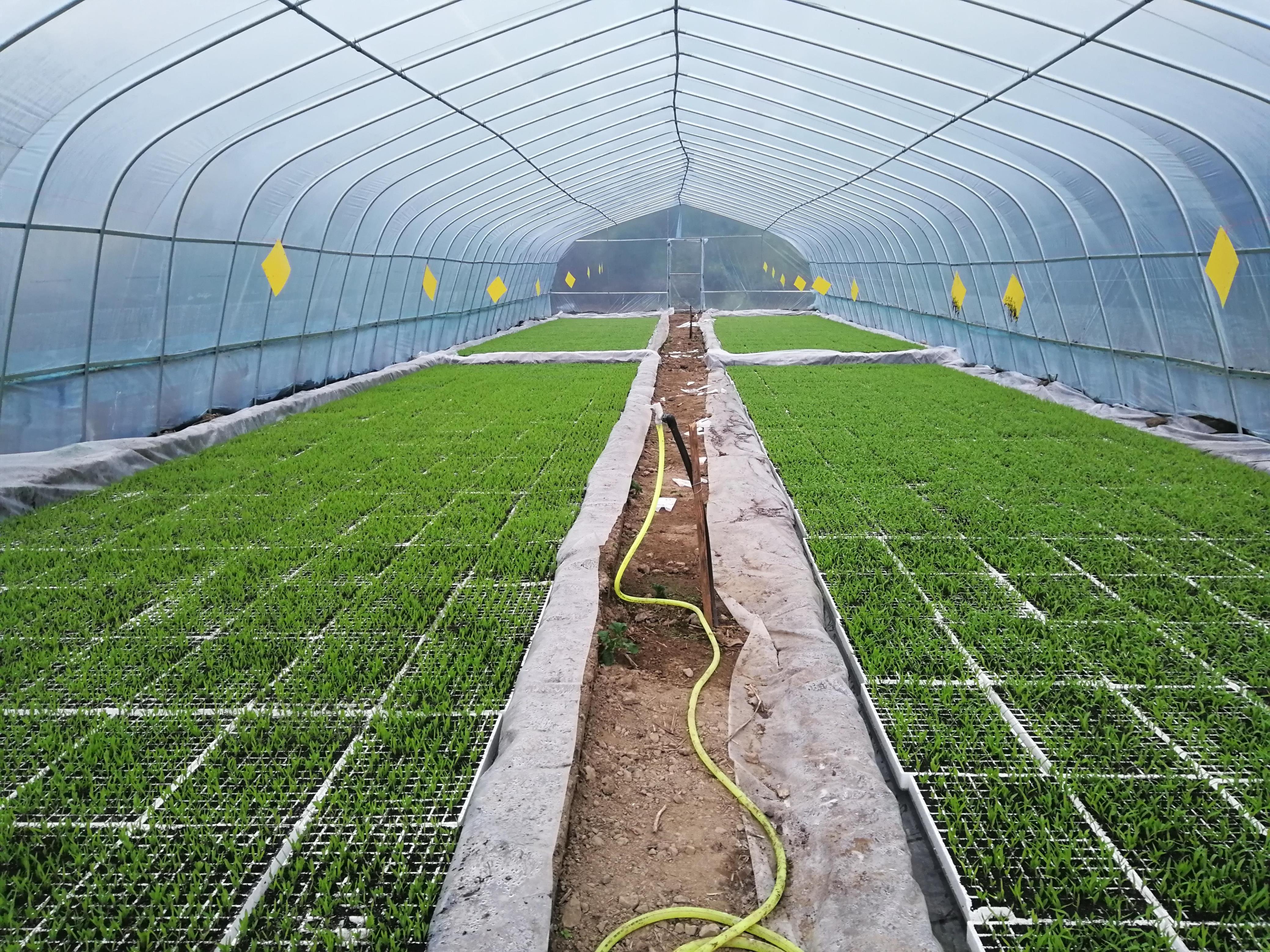 遵义仁怀漂浮育苗让农民告别锄禾日当午