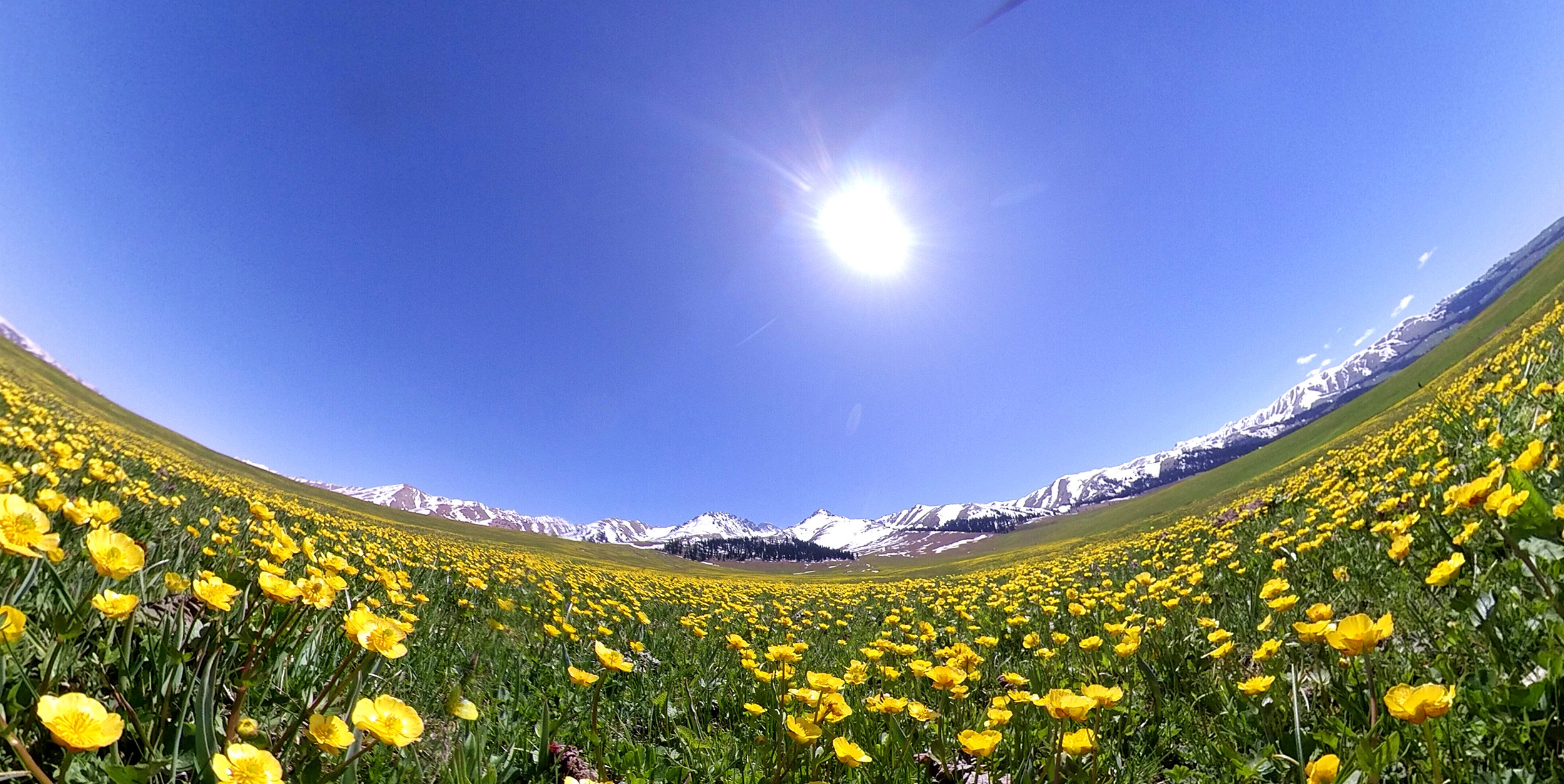 新疆新源:金莲花开 灿烂了一片草原_央广网