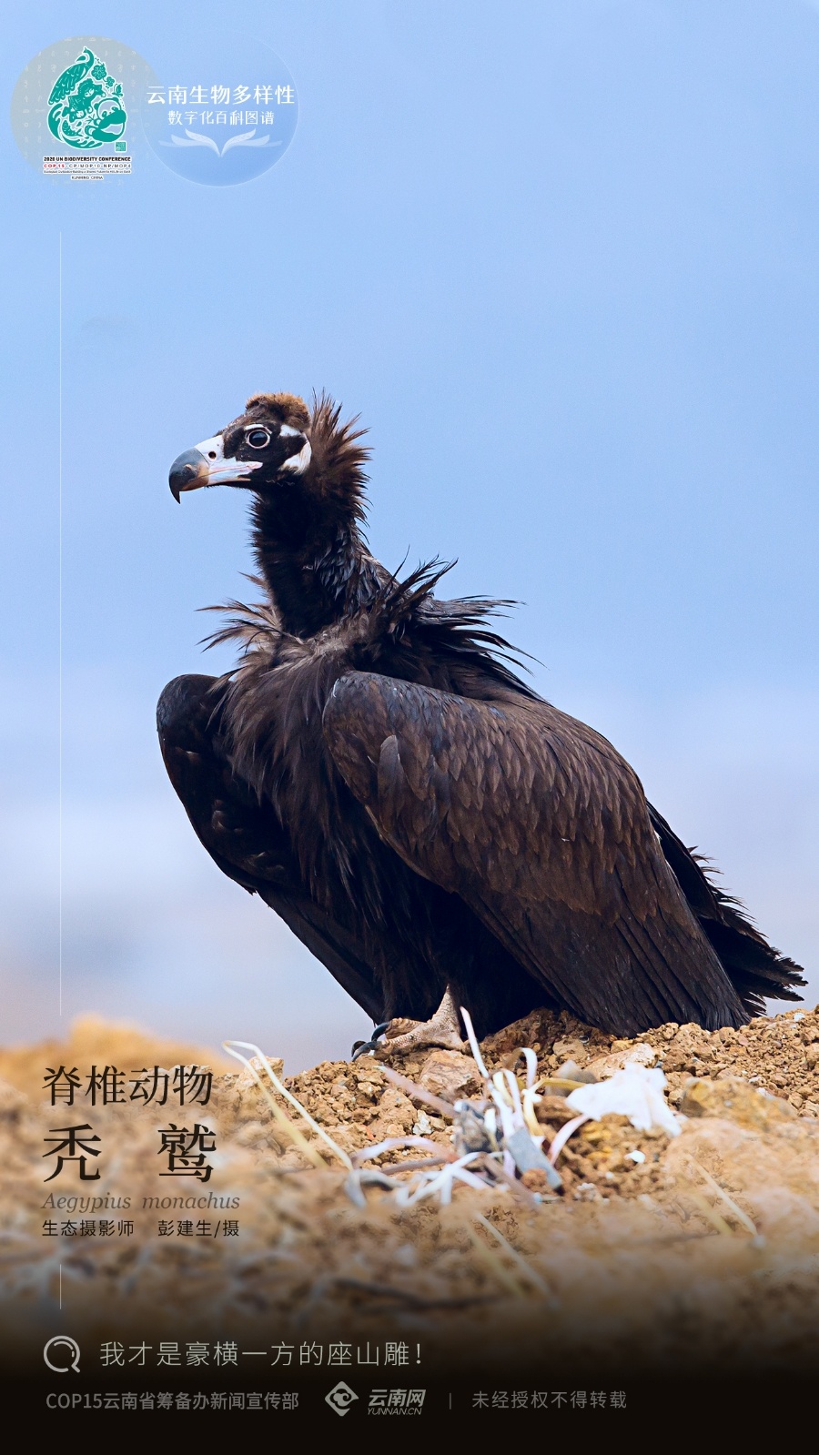 禿鷲 禿鷲 Aegypius monachus & 環頸潛鴨Aythya collaris－史都華飛羽