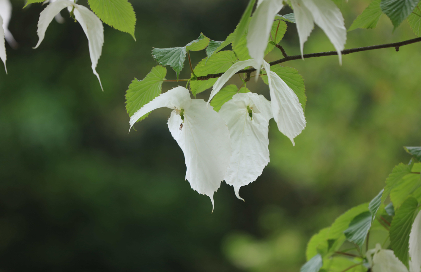 铜仁:山脉蜿蜒,刻画着一个个守护梵净山的故事