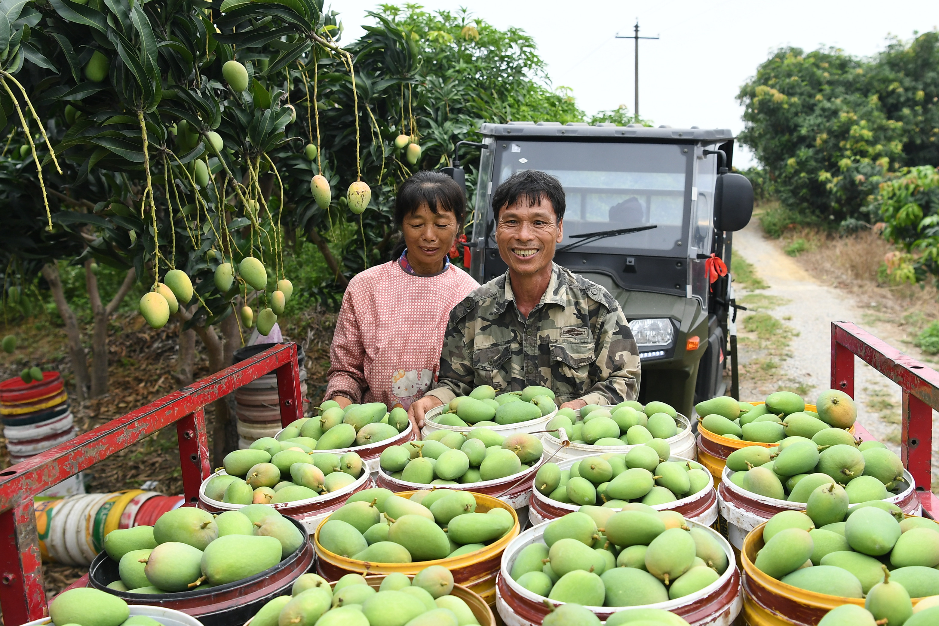 【农民丰收】广西百色市田阳区:又到一年芒果季 芒果开采上市了