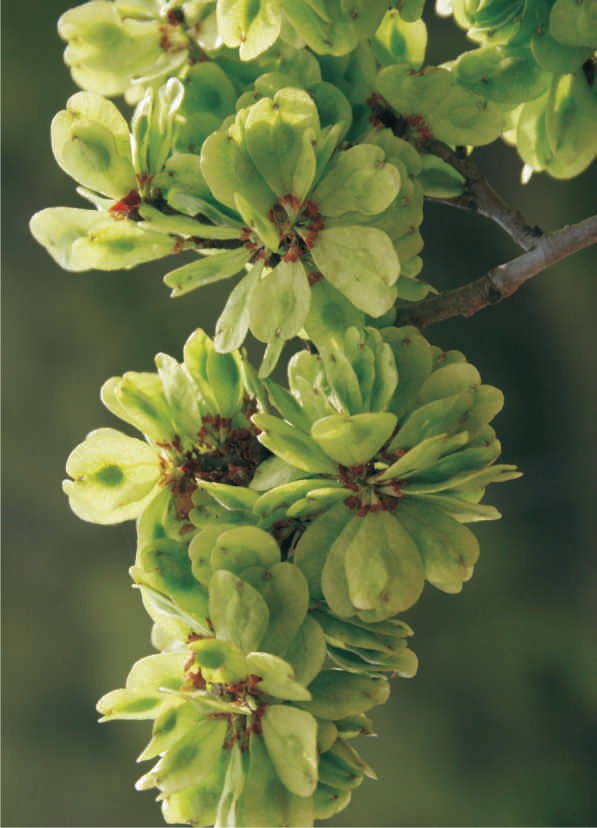 秦岭百科植物大果榆