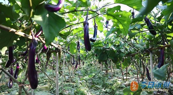 湖南新田：5万余名群众走在“硒”望的田野上