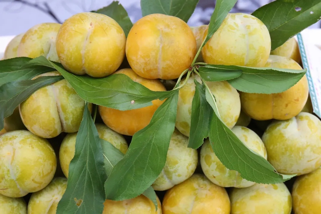 中国李子中的"爱马仕"——镇宁蜂糖李