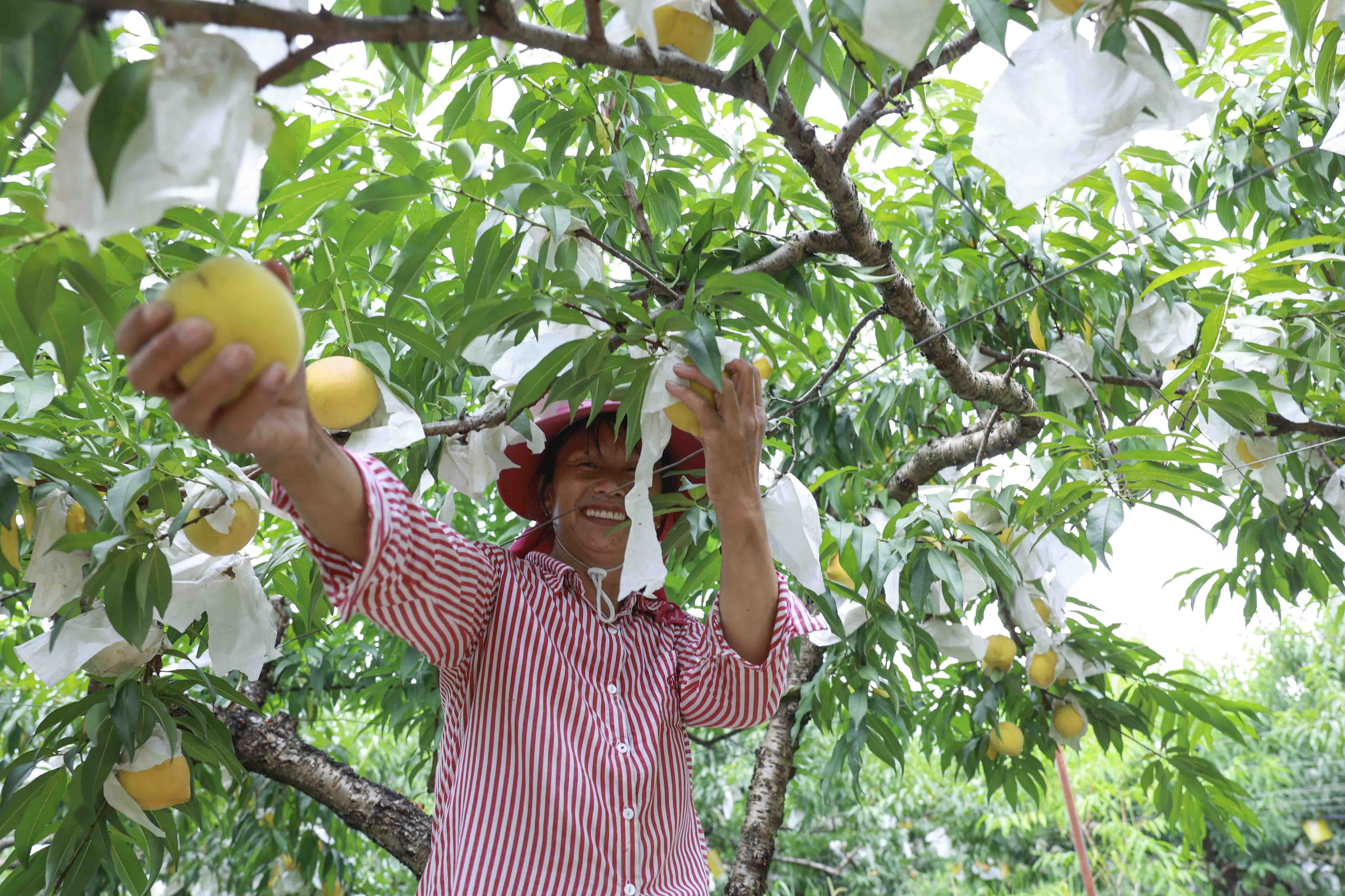 食材 | 阳山水蜜桃：可以直接喝的水蜜桃，被华尔街日报赞为“世界最好吃的桃子”