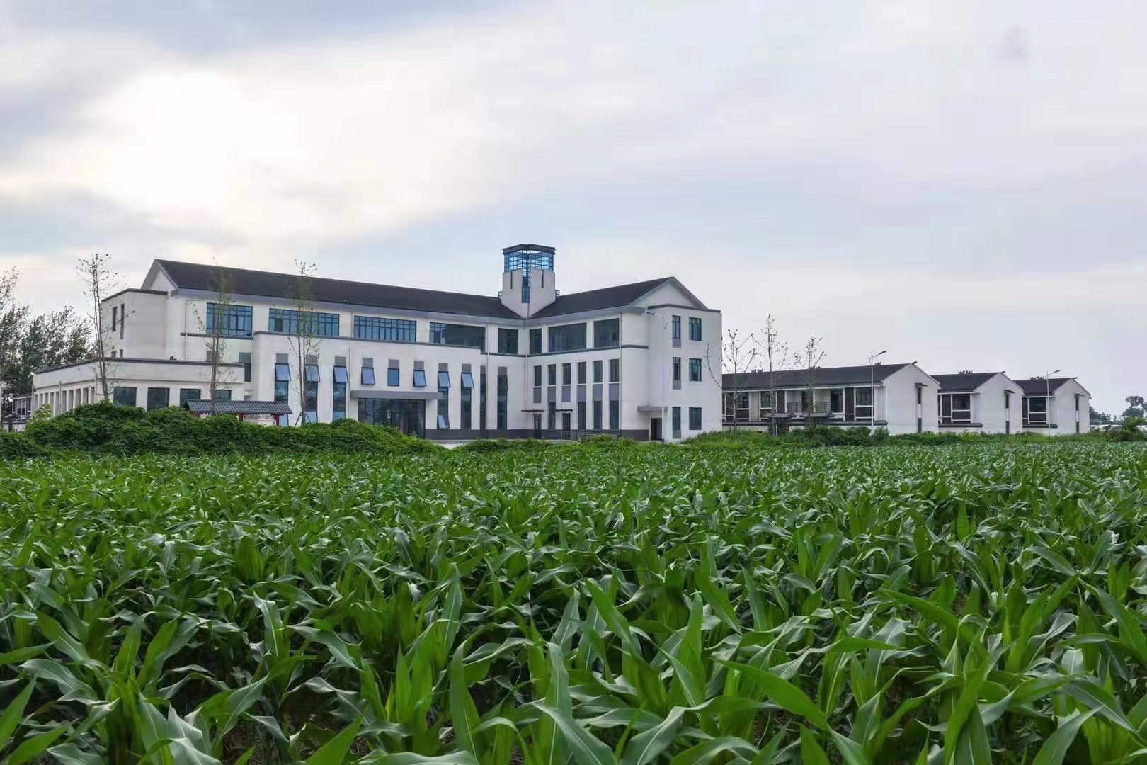 热点回应安徽阜阳颍州区程集镇走好乡村振兴路打造富强新农村