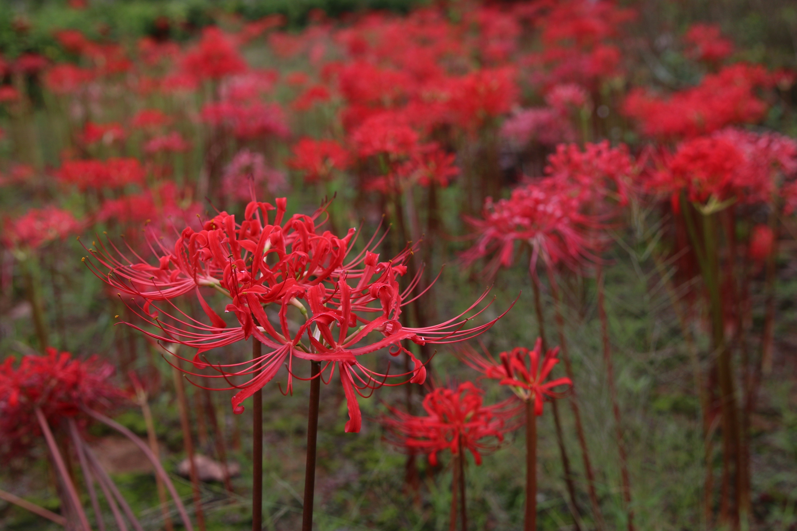 生态·美 | 湖北枣阳:石蒜花开红似火