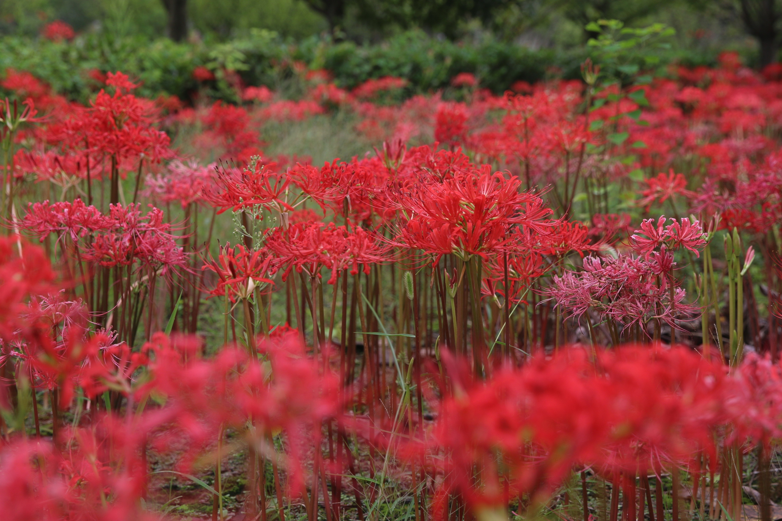 花瓣反卷如龙爪怒张,花蕊细长,成弧形向上生长,花朵怒放,却不见一片