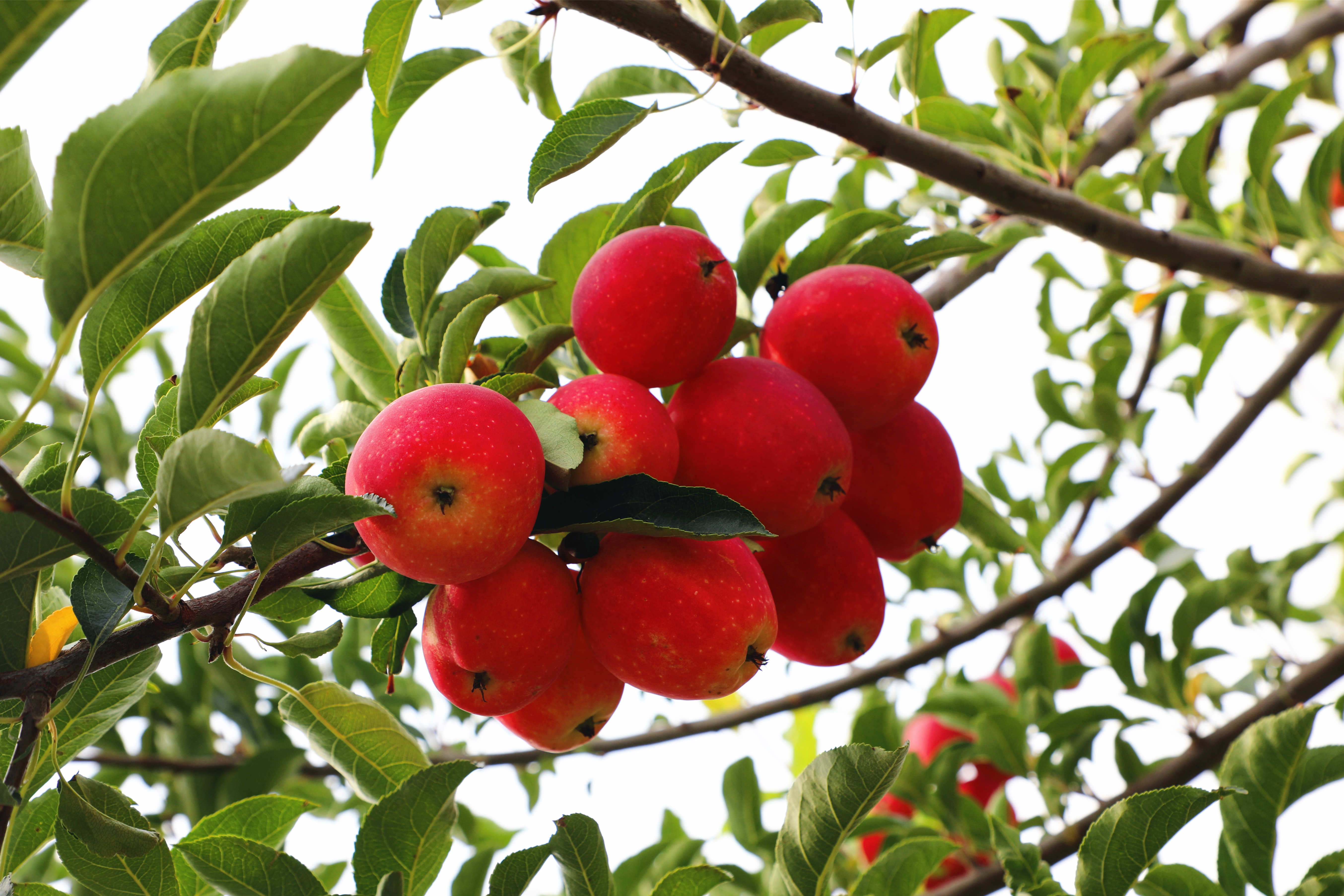 库伦旗:锦绣海棠铺就"锦绣路"