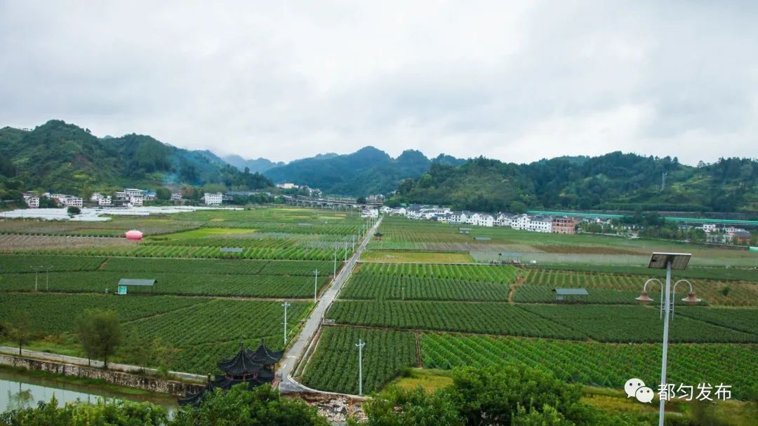 墨冲镇良亩蔬菜生产基地全景