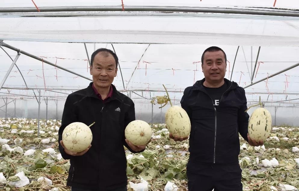 凉城县蛮汉镇发展甜瓜产业铺就富民之路