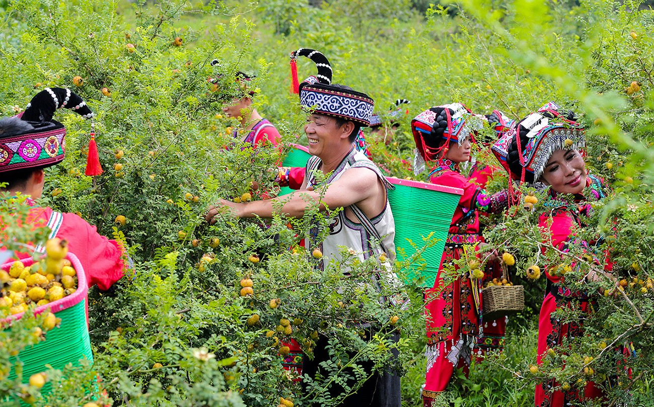 贵州全力巩固拓展脱贫攻坚成果同乡村振兴有效衔接观察:摘帽出列后的