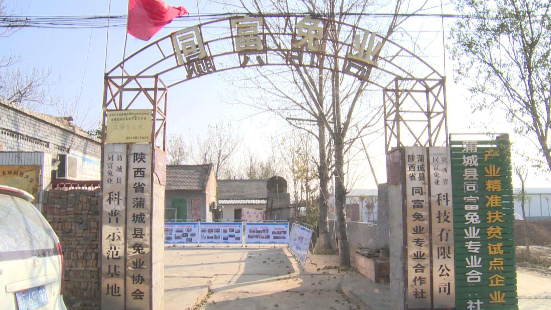 蒲城县尧山镇六合村的同富兔业养殖基地