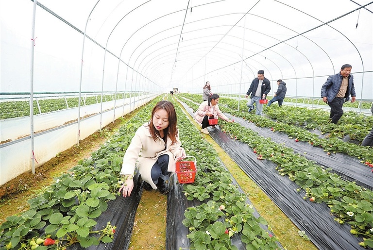 江西赣州章贡区水西镇文旅示范龙头昂起