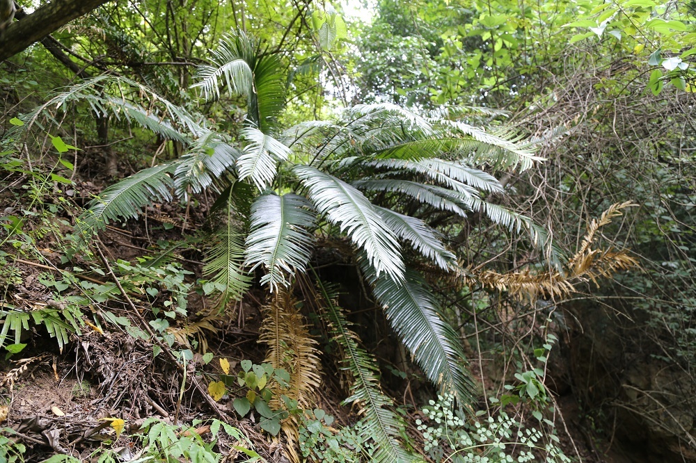 国家一级保护植物——滇南苏铁