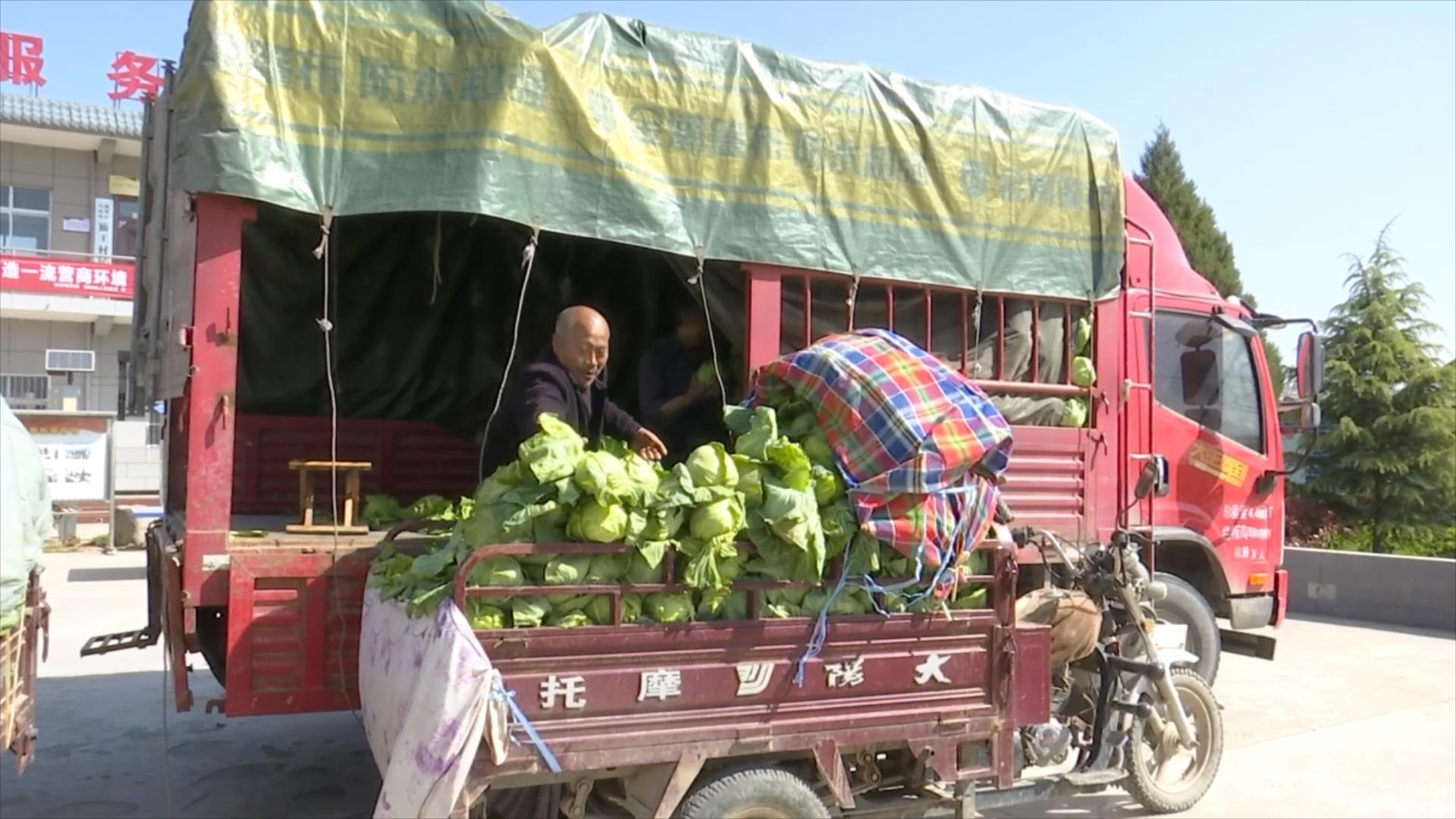村民在蔬菜交易市场对莲花白进行售卖