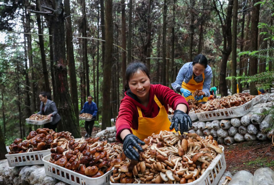 岑巩县平庄镇平庄村走马坪国家林下经济示范基地,村民在采摘茶树菇