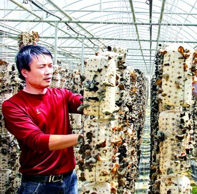 金米村村民肖青松在大棚里采摘木耳。资料图片