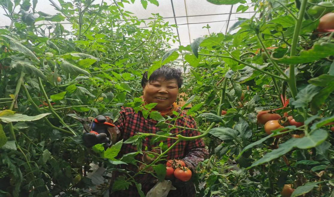 种植户的西红柿喜获丰收。