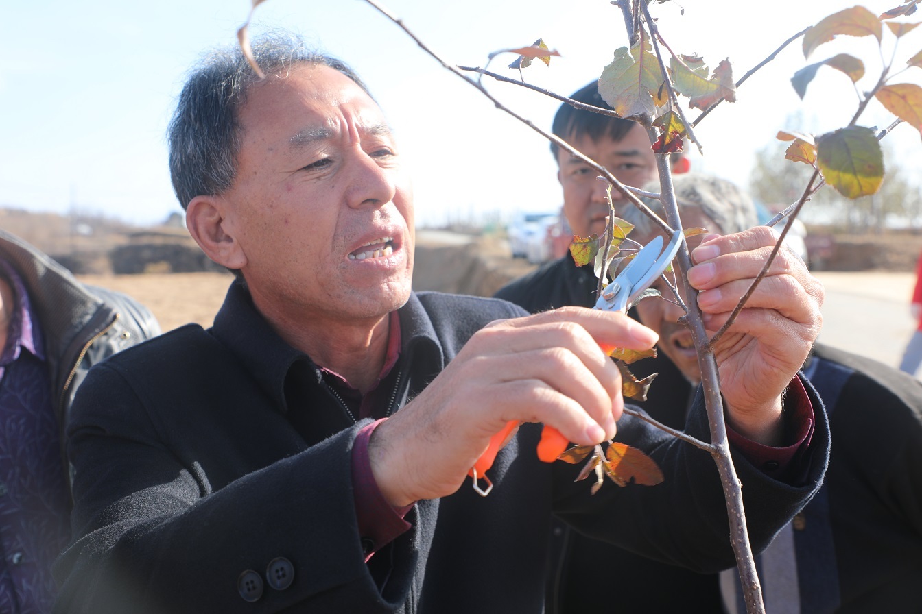 延川县苹果生产管理办公室主任杨延收正在为果农讲解修剪技巧