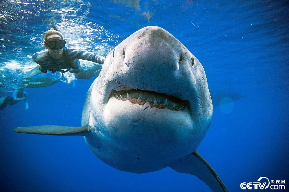 12米长的大白鲨图片