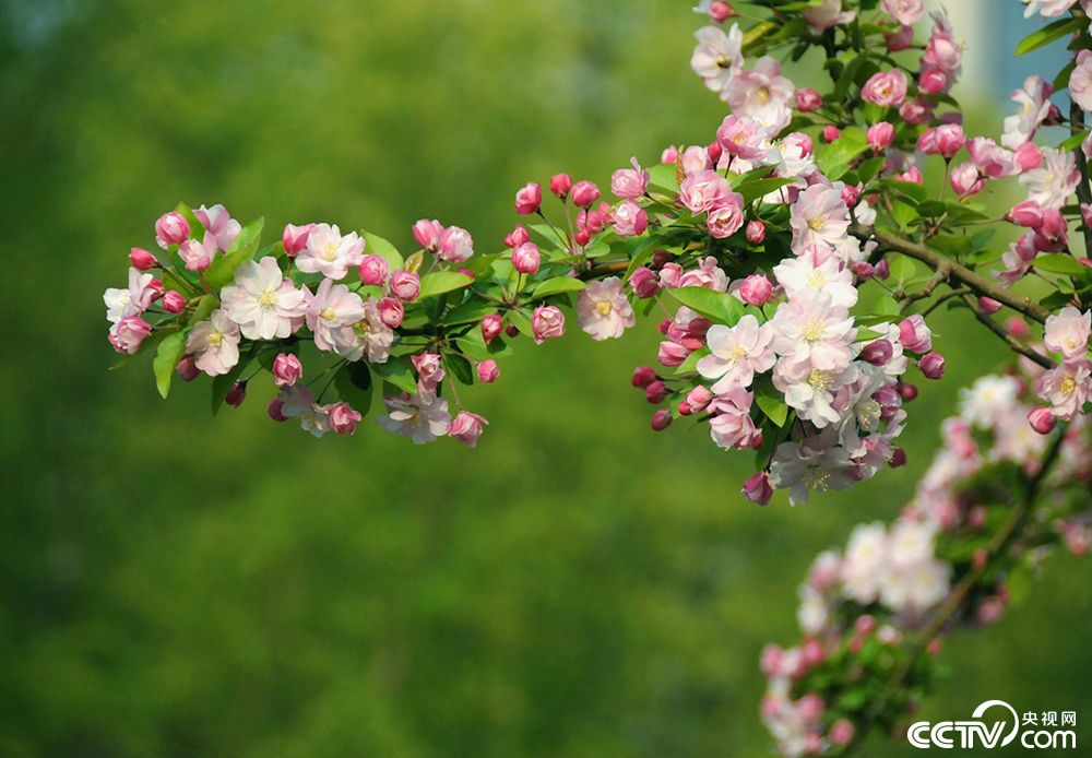 北京:海棠花溪进入观赏季 花海人潮似“仙境”