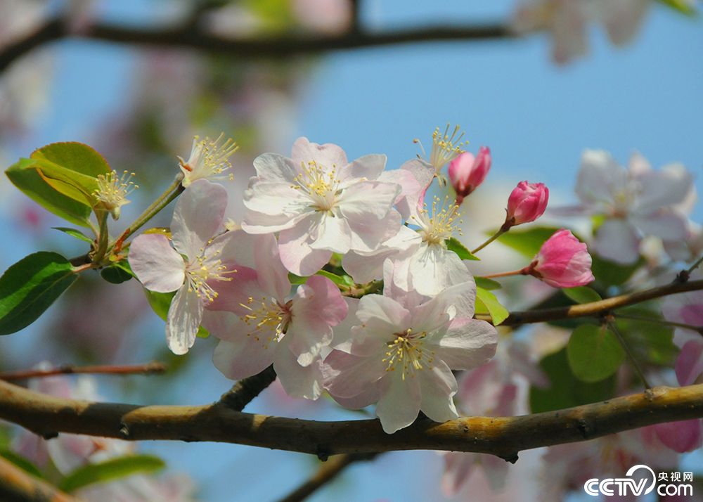 北京:海棠花溪进入观赏季 花海人潮似“仙境”