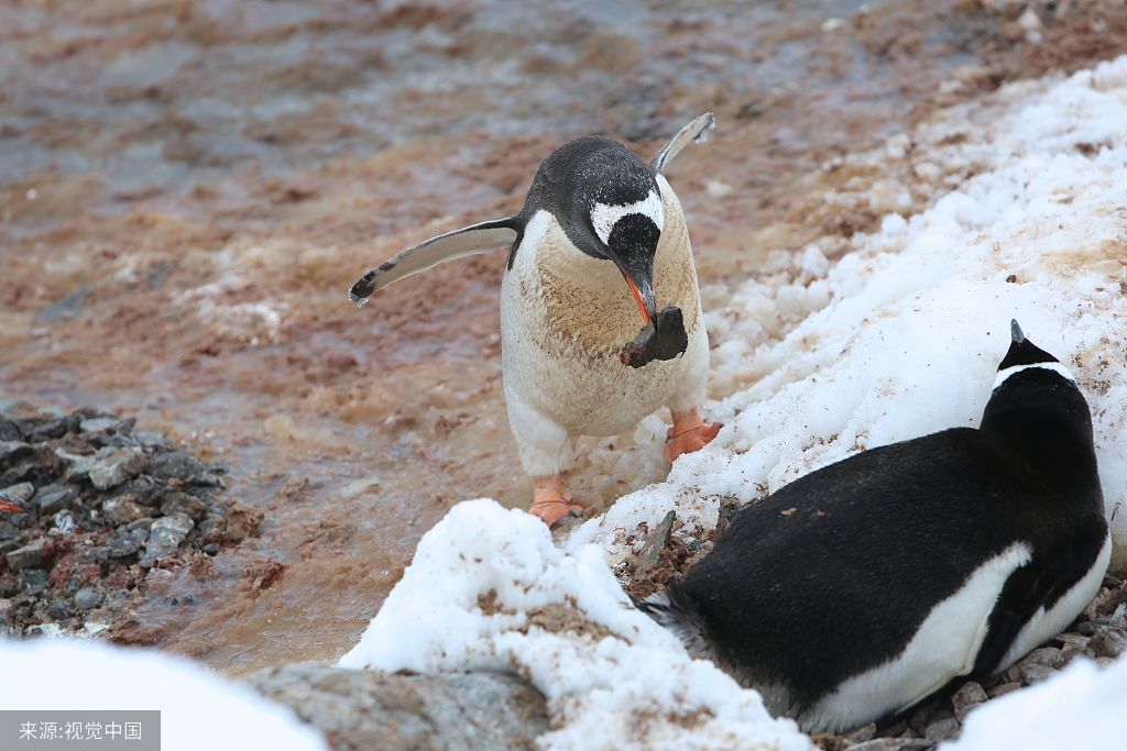 憨态可掬的南极企鹅